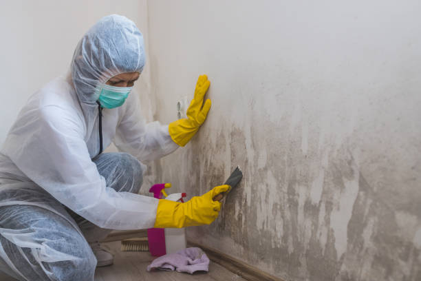 Best Commercial Mold Remediation in Pawnee, IL