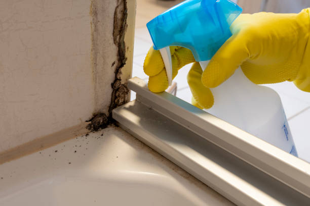 Best Preventive Mold Services in Pawnee, IL
