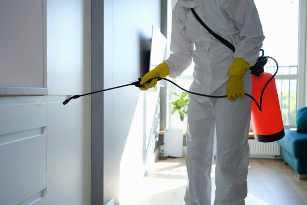 Best Post-Flood Mold Remediation in Pawnee, IL