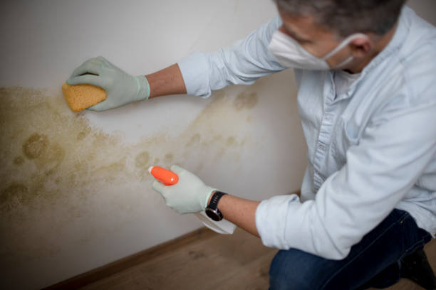 Best Basement Mold Remediation in Pawnee, IL