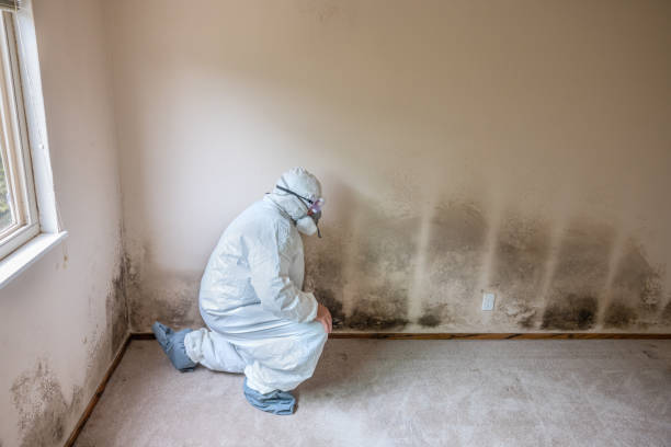 Best Insurance-Related Mold Remediation in Pawnee, IL