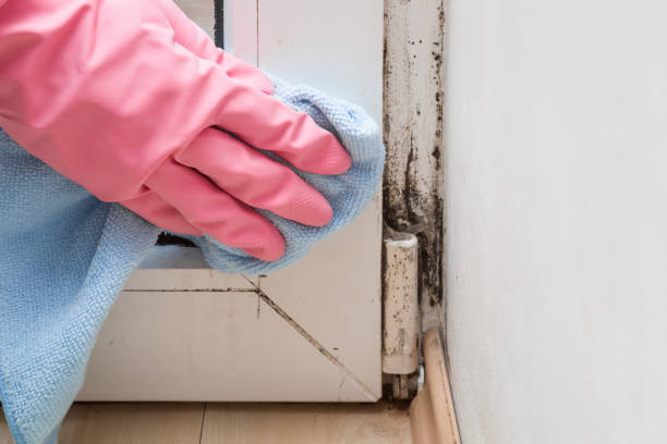 Best Health and Safety Mold Remediation in Pawnee, IL